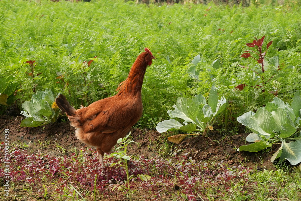 Fototapeta premium free range chicken