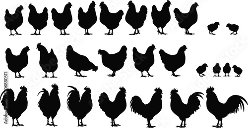Black silhouettes of chickens, roosters, hens, and chicks standing and walking in various poses on white background, poultry collection