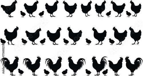 Chicken silhouette collection, hen and rooster shapes, farm bird icons, poultry vector set, chicks and hens, farm animals, isolated black silhouettes