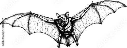 Detailed Black and White Drawing of Bat flying in the sky in monochrome drawing. black on white line art.
