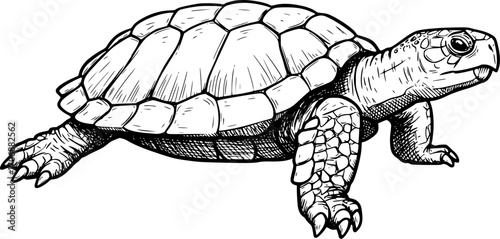 turtle sketch engraving black and white outline. Scratch board imitation. illustrated in vintage line art style on a white background.
