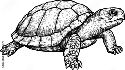 turtle sketch engraving black and white outline. Scratch board imitation. illustrated in vintage line art style on a white background.
