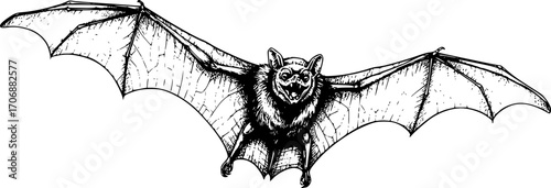 Detailed Black and White Drawing of Bat flying in the sky in monochrome drawing. black on white line art.
