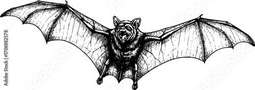 Detailed Black and White Drawing of Bat flying in the sky in monochrome drawing. black on white line art.
