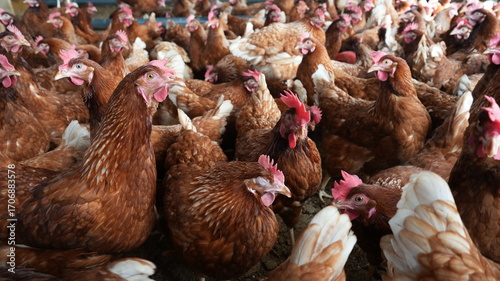 chicken farm poultry farm