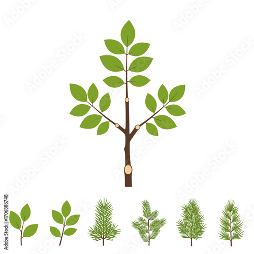 Various deciduous and coniferous trees in different styles and sizes illustrating botanical growth patterns and natural diversity