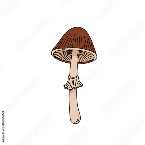 A simple drawing of a brown mushroom with a long stem and gills showing detailed structure