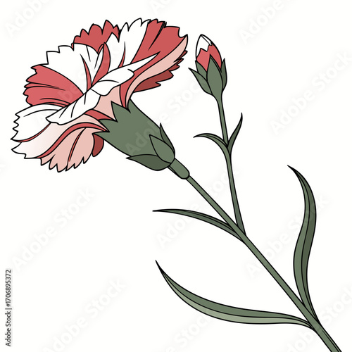 dianthus dessert cranberry ice with leaves