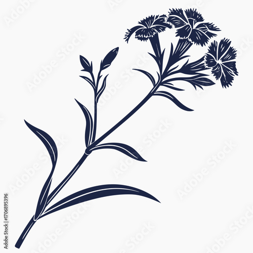 dianthus barbatus on white background 