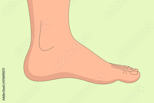 Foot anatomy illustration podiatry medical foot care guide