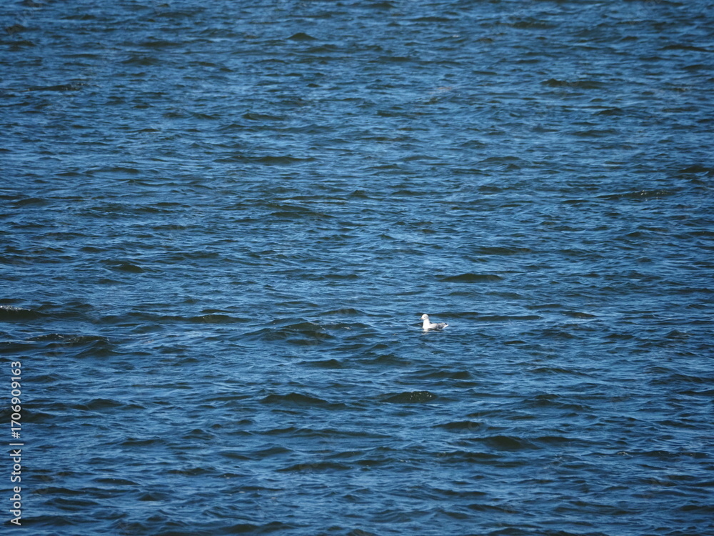 Fototapeta premium Seagull floating on blue water