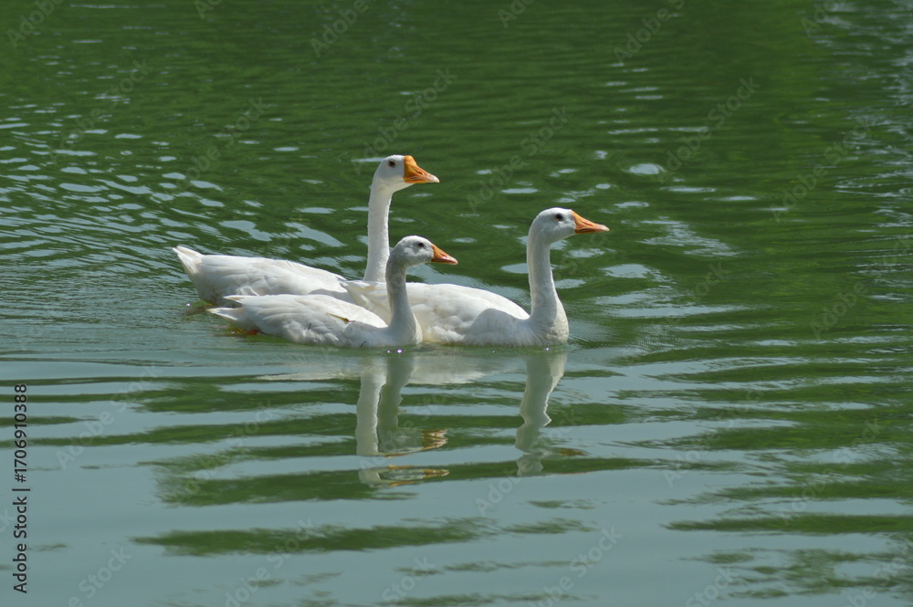 Fototapeta premium three white ducks in the water swim with beautiful scenery on white background 