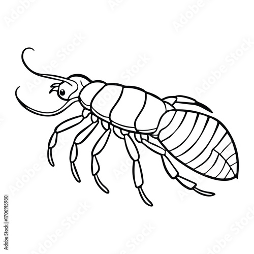 mantis shrimp outline vector illustration line art