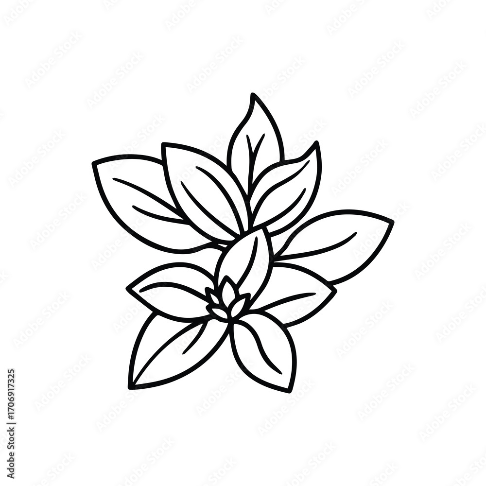 Fototapeta premium oregano outline vector illustration line art