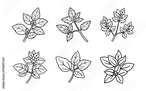 oregano outline vector illustration line art