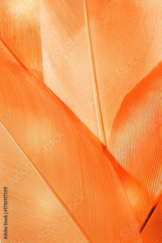 Nature pattern of bird feathers, beautiful natural texture with delicate detail, fluffy yellow orange color feather closeup. Abstract plumage macro photo. Autumnal gradient color, expressive structure