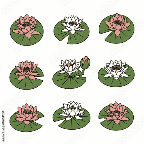 Water Lilies Illustration Pink and White Flowers on Green Pads Botanical Drawing.