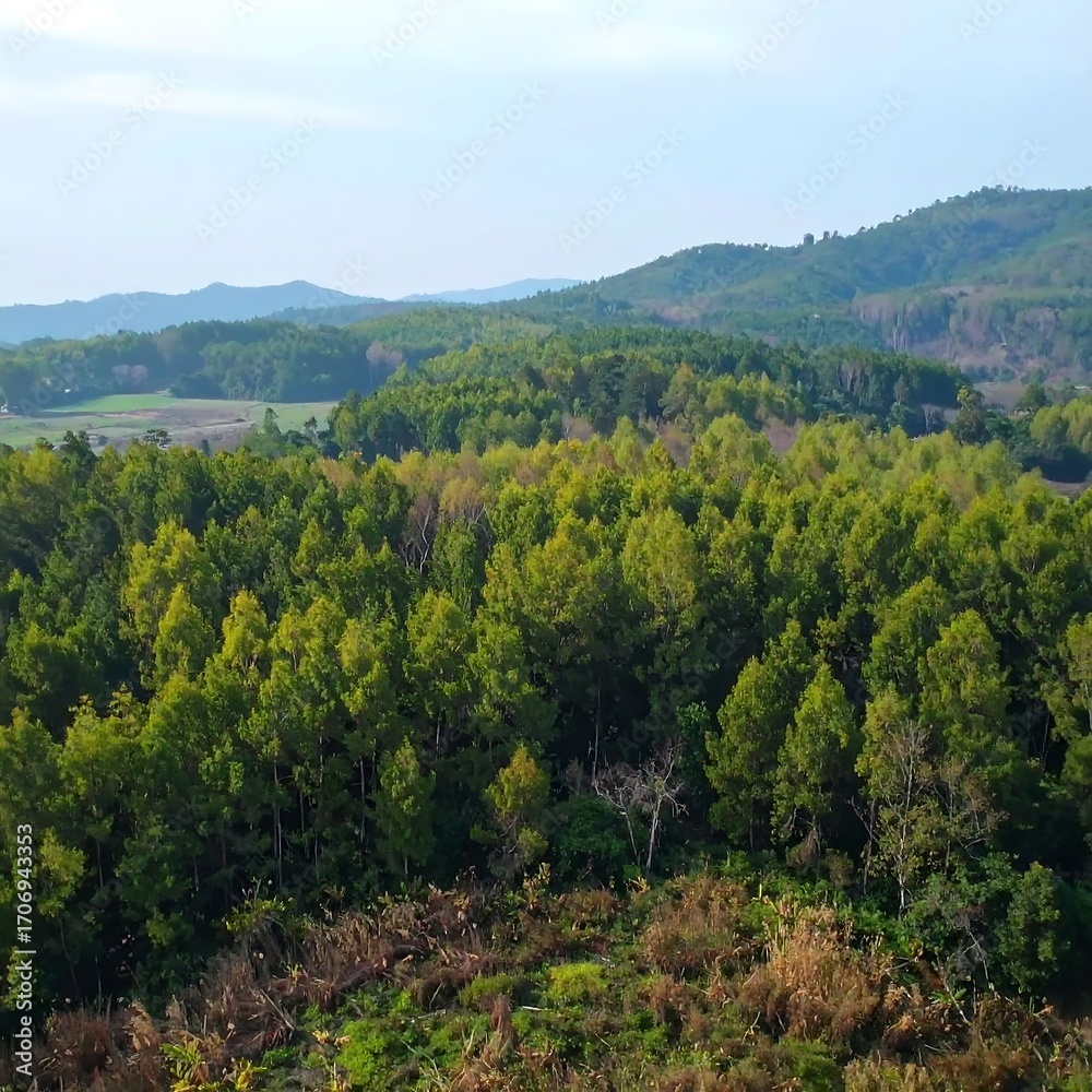 Obraz premium Lush forest landscape with hills