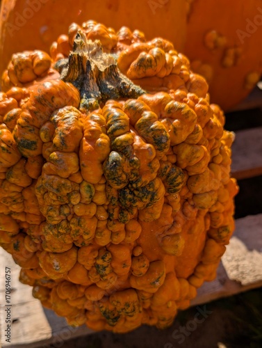 USA, Halloween, citrouilles de toutes les couleurs et formes