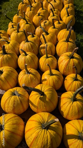 USA, Halloween, citrouilles de toutes les couleurs et formes