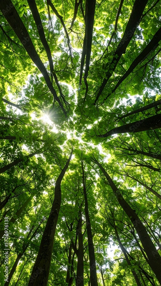 Obraz premium Lush green forest canopy