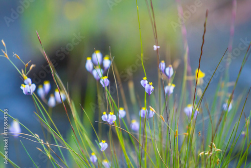 wild flowers in the meadow
