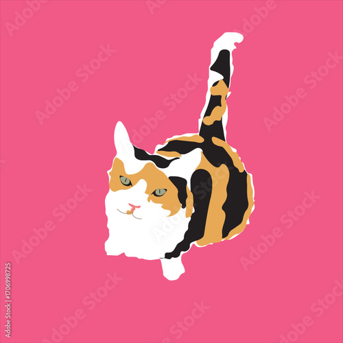 a very cute three-colored cat