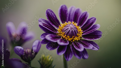 Purple Flower macro closeup