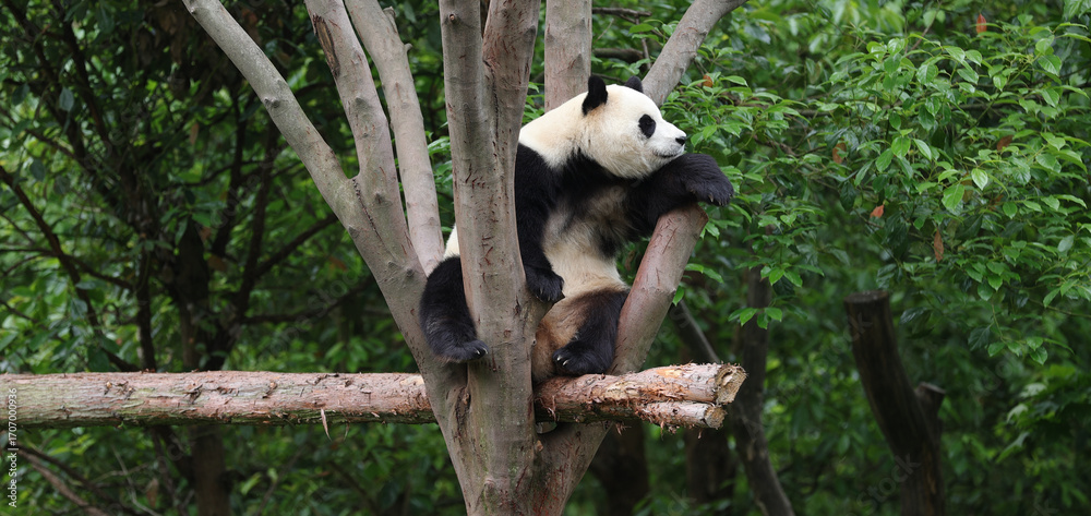 Fototapeta premium One giant panda sleeping in the zoo