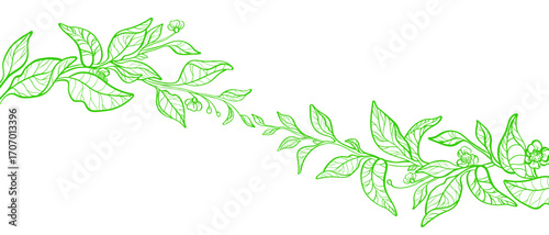 Tea branch, green leaves. Decorative twig. Matcha