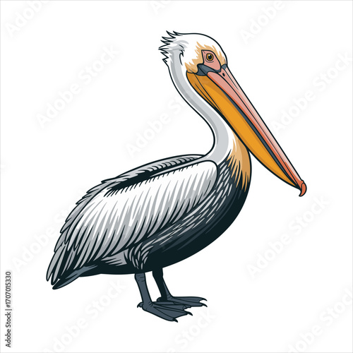 Detailed illustration of a majestic pelican with a long colorful beak against a white background