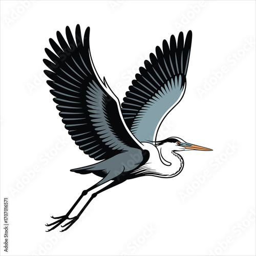 Majestic grey heron in full flight with wings spread wide