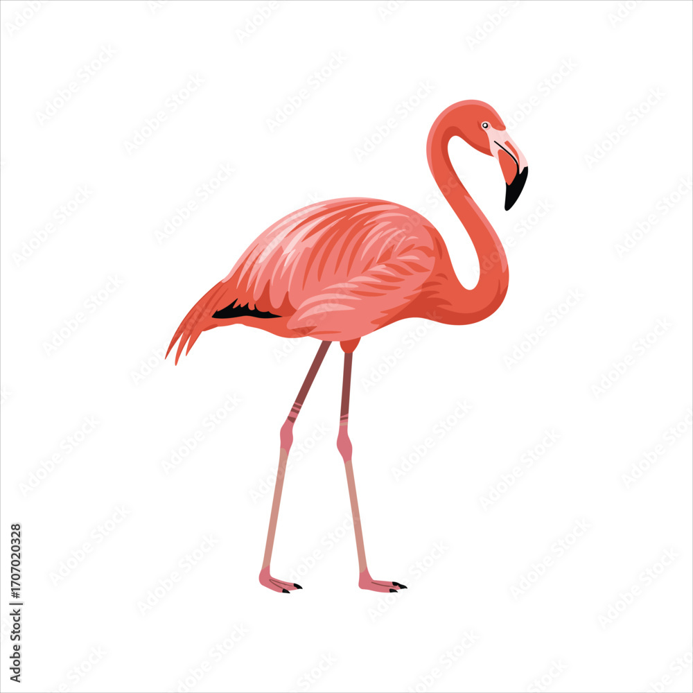 Fototapeta premium Vibrant pink flamingo standing gracefully on long slender legs isolated on white