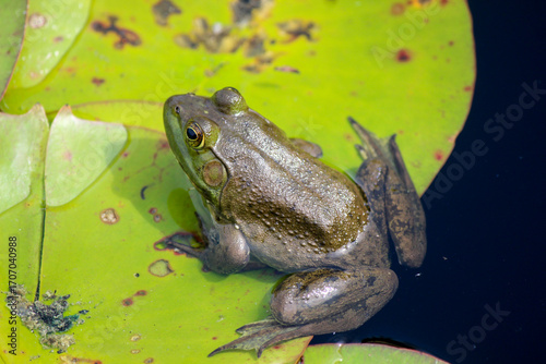Fotografia frog on a lilypad