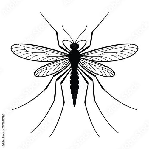 Detailed black and white illustration of a mosquito with spread wings and long legs