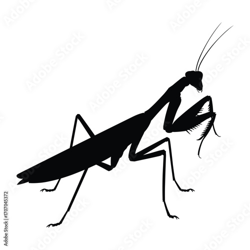 Silhouette of a praying mantis with its characteristic predatory stance and long antennae