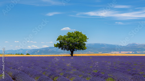 Vibrant lavender field with lone tree under vast blue sky and distant mountains