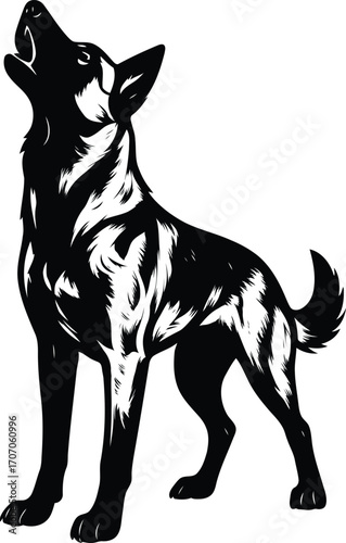 Howling Belgian Malinois Guard dog Silhouette