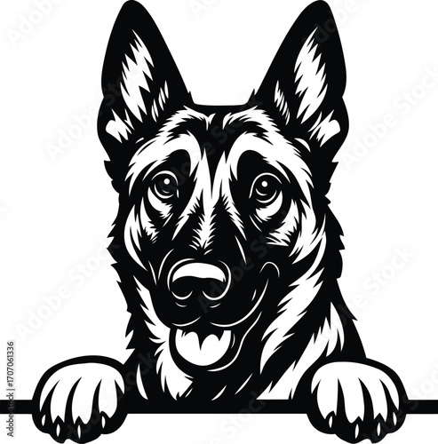 Belgian Malinois guard dog head peeking