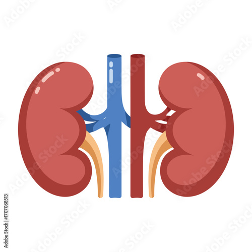Anatomical illustration of the human kidneys with the renal artery, vein, and ureters on a white background.