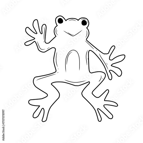 handdrawn frog