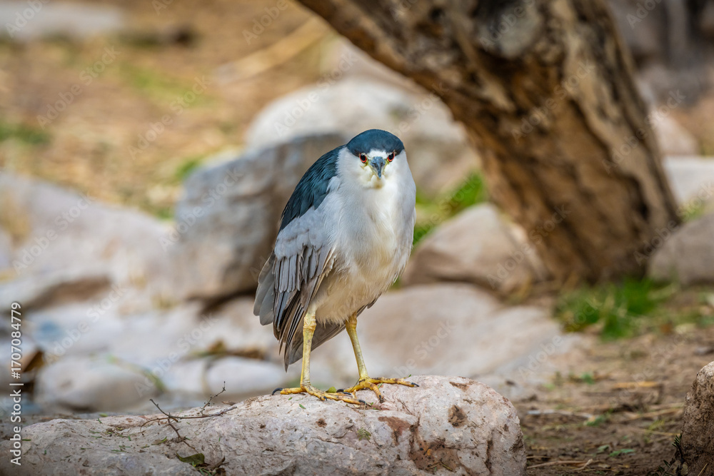 Fototapeta premium A Black crowned Night Heron in Tucson, Arizona