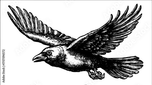 Raven flying with spread wings and detailed feathers in a monochrome handdrawn sketch. Vintage vector bird illustration.
