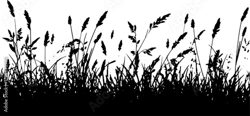 Silhouette of grass and plants in a vintage style. Black and white vector illustration featuring detailed line drawing.