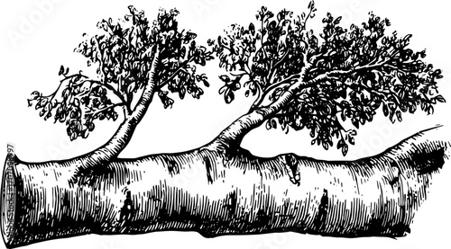 Tree illustration in black and white, featuring a detailed outline of a trunk and branches. This vintage vector artwork emphasizes the natural form.