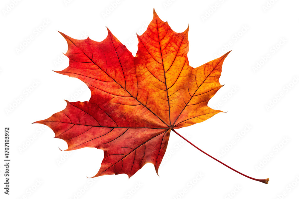 Obraz premium Autumn maple leaf colors falling
