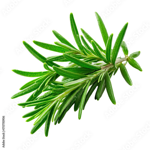 Fresh rosemary sprig, vibrant green (2)