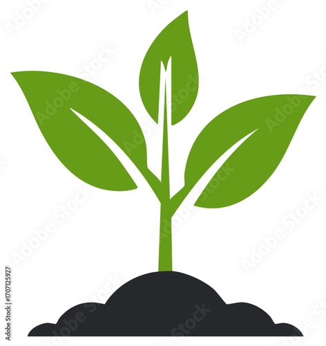 Young plant emerging from soil, new growth with three green leaves growing