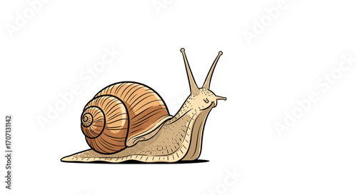 Illustration of a common garden snail moving slowly across a white background.