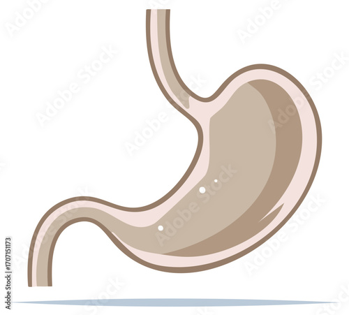 Stylized illustration of the human stomach with a pale beige color and internal highlights